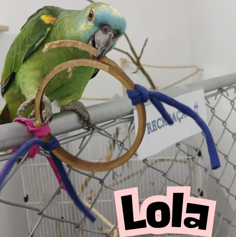 Lola 2