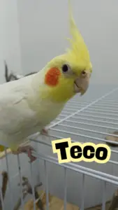 Teco 2