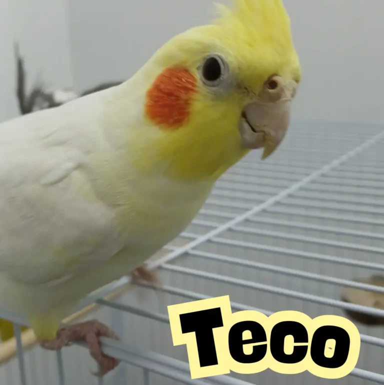 Teco 2