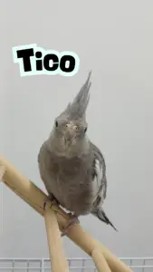 Tico 2