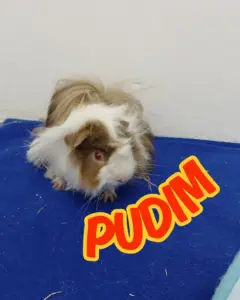 PUDIM_20260102_140839_0000