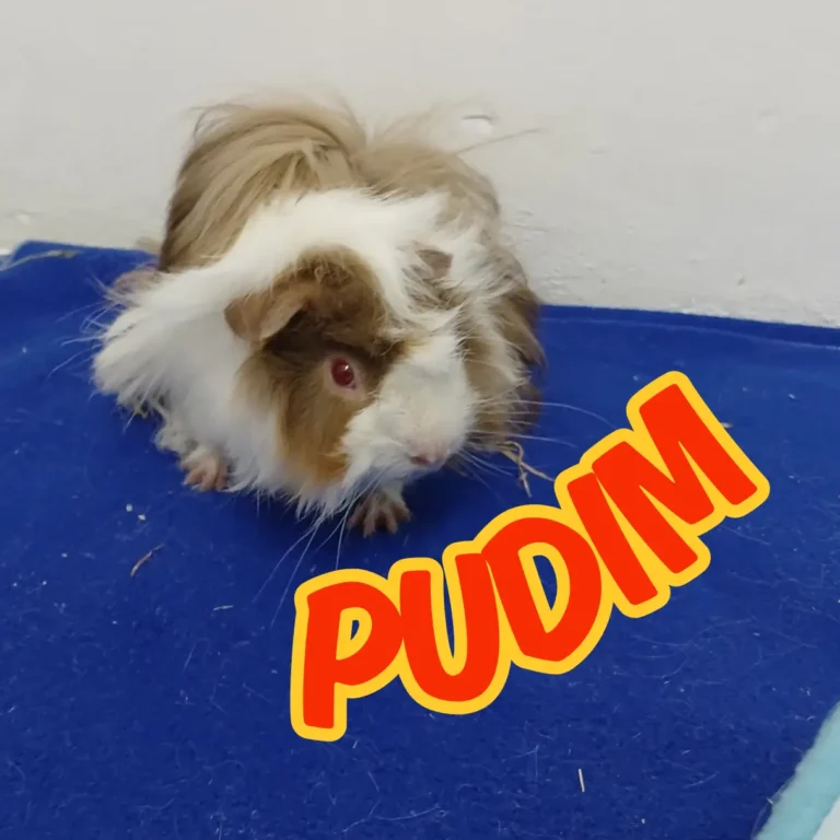 PUDIM_20260102_140839_0000