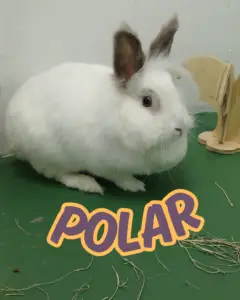 PUDIM_20260102_141050_0000