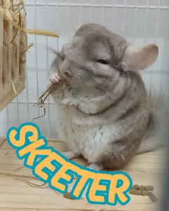 PUDIM_20260102_141315_0000