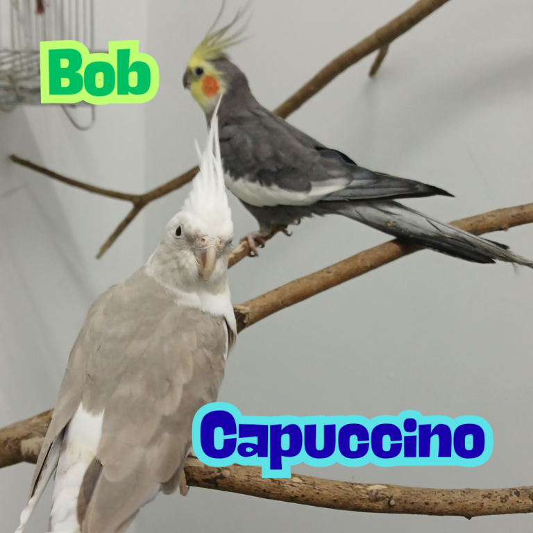 Bob e Capuccino