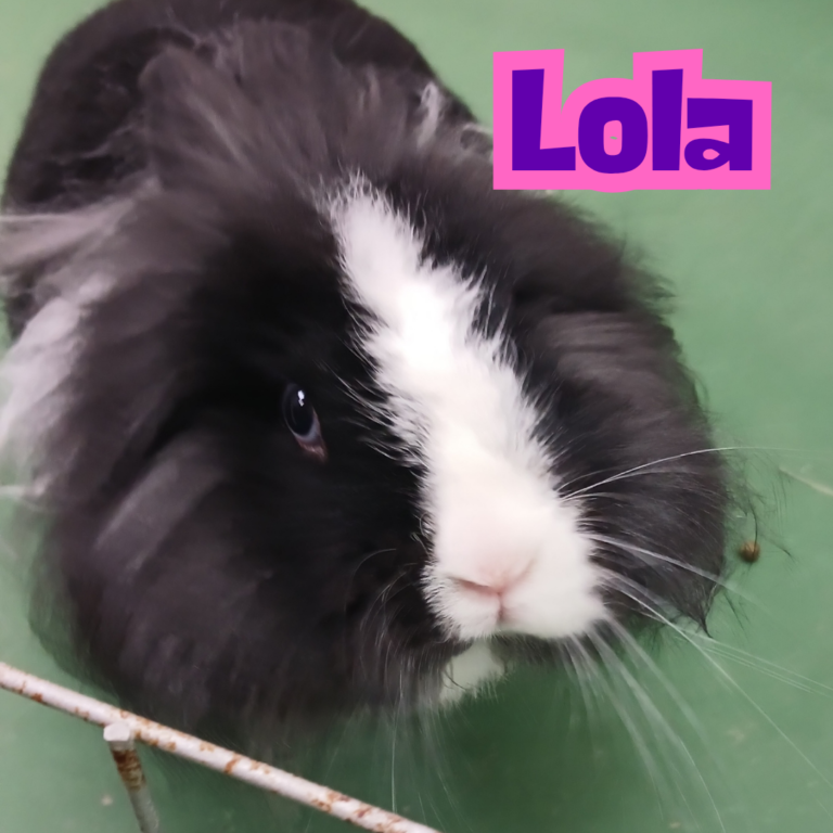 Coelha Lola